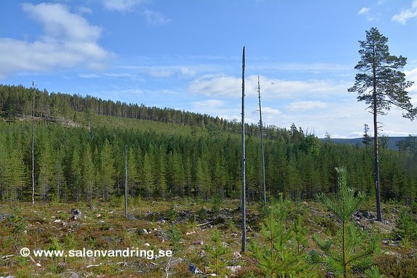 Skogsbården på den östra delen av Stora Moberget, september 2023