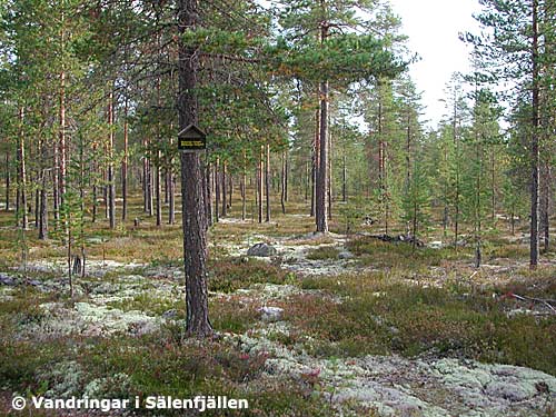 Mobergstangen mot Norr