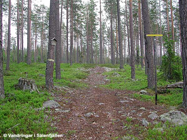 Vil-Lågan 500 meter öster om Krok-Johankojan, juni 2002